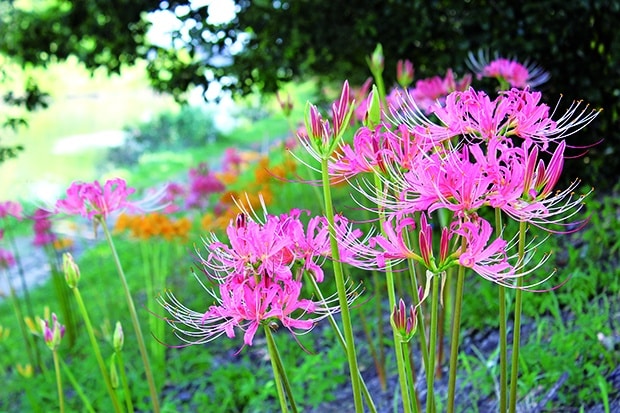 終了 レポート 9月11日 日 13 00 15 00 In 愛知 稗田川に咲くピンクの彼岸花 撮影会 ぱんだ東海 カメラ