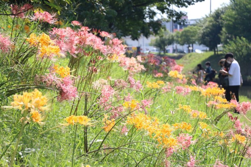 終了 レポート 9月11日 日 13 00 15 00 In 愛知 稗田川に咲くピンクの彼岸花 撮影会 ぱんだ東海 カメラ