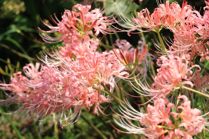 終了 レポート 9月11日 日 13 00 15 00 In 愛知 稗田川に咲くピンクの彼岸花 撮影会 ぱんだ東海 カメラ
