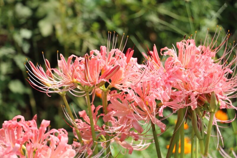 終了 レポート 9月11日 日 13 00 15 00 In 愛知 稗田川に咲くピンクの彼岸花 撮影会 ぱんだ東海 カメラ