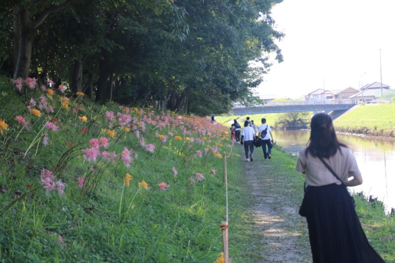 終了 レポート 9月11日 日 13 00 15 00 In 愛知 稗田川に咲くピンクの彼岸花 撮影会 ぱんだ東海 カメラ