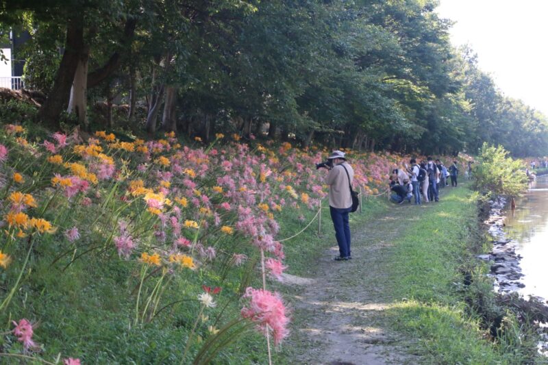 終了 レポート 9月11日 日 13 00 15 00 In 愛知 稗田川に咲くピンクの彼岸花 撮影会 ぱんだ東海 カメラ