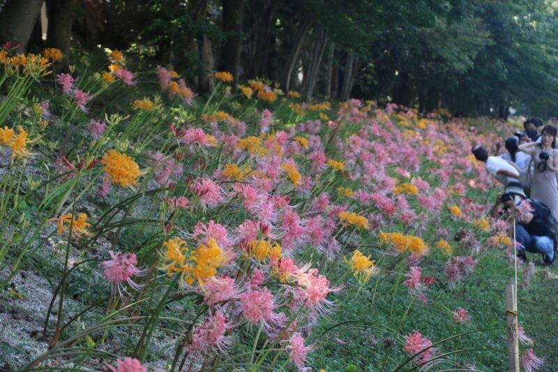 終了 レポート 9月11日 日 13 00 15 00 In 愛知 稗田川に咲くピンクの彼岸花 撮影会 ぱんだ東海 カメラ