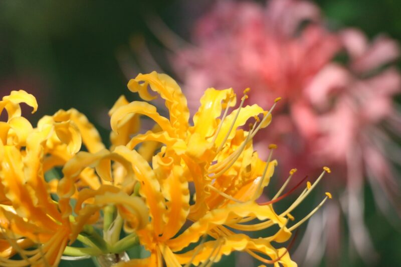 終了 レポート 9月11日 日 13 00 15 00 In 愛知 稗田川に咲くピンクの彼岸花 撮影会 ぱんだ東海 カメラ