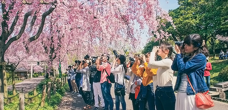 カメラ仲間で桜の撮影会